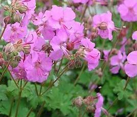 Geranium x cantabrigiense Karmina