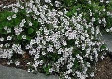 Gypsophila cerastioides 10ct Flat