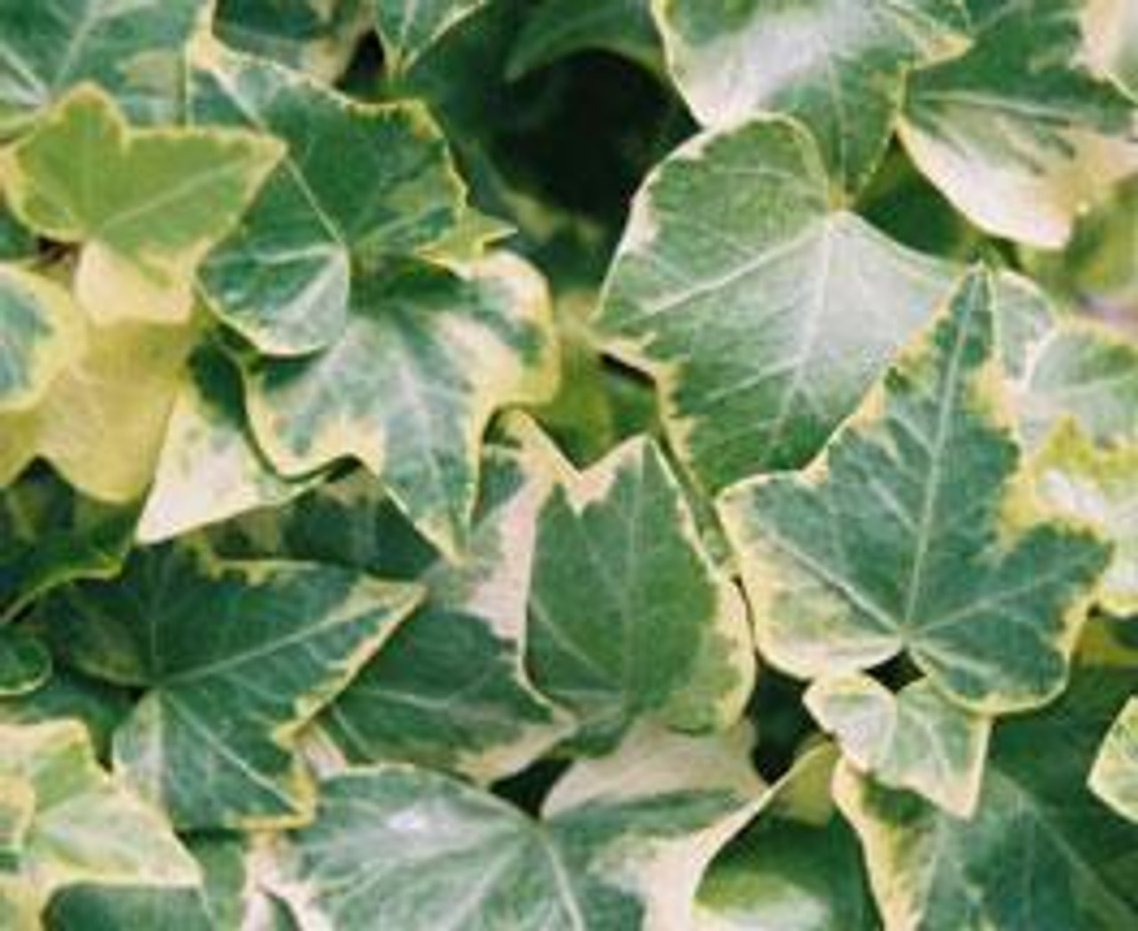 Hedera helix English Ivy 6