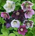 Helleborus orientalis 10ct Quarts