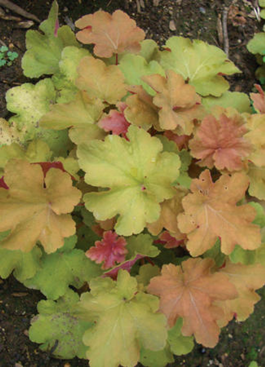 Heuchera Caramel PP16562 10ct Quarts