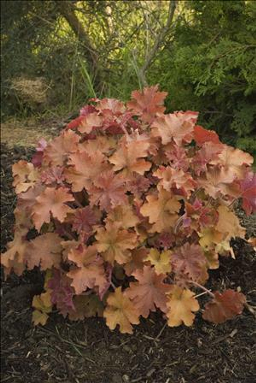 Heuchera Caramel PP16562 10ct Quarts