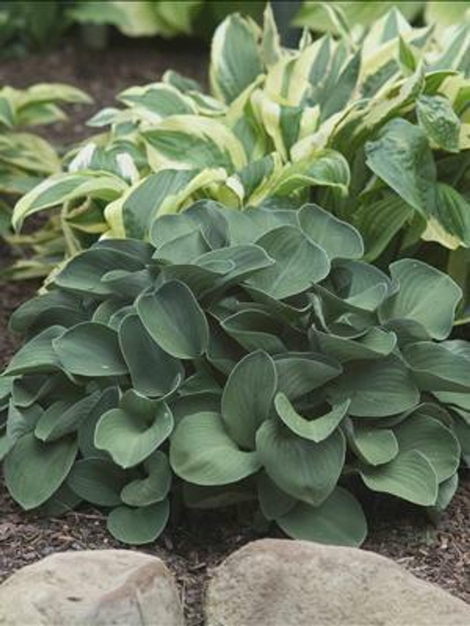 Hosta BLUE MOUSE EARS 10ct Flat