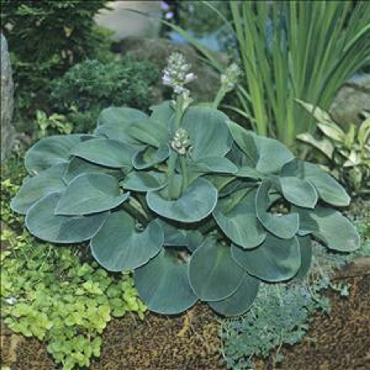 Hosta BLUE MOUSE EARS 10ct Flat