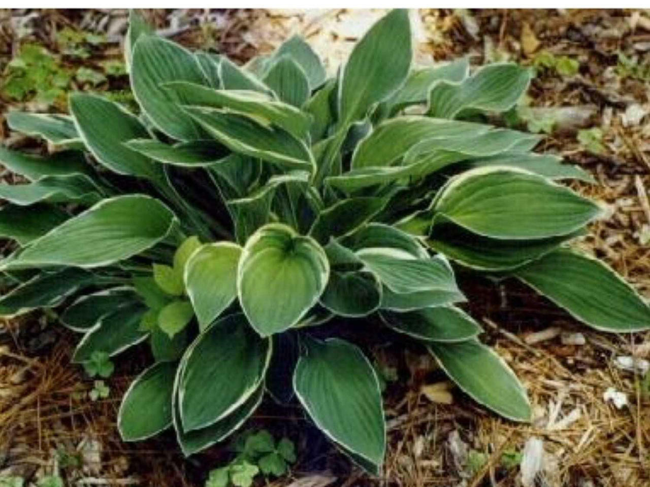 Hosta FRANCEE 18ct Flat