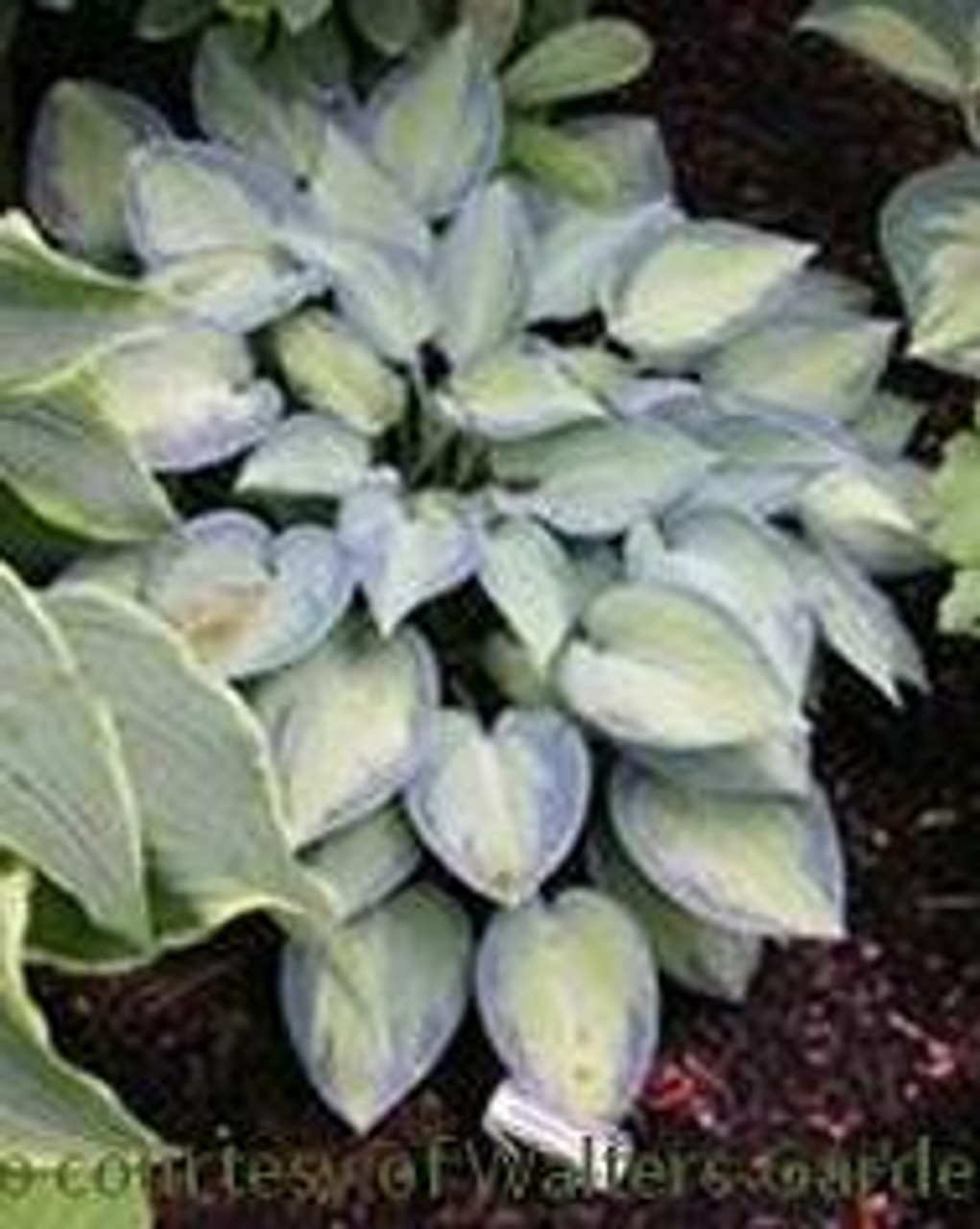 Hosta JUNE