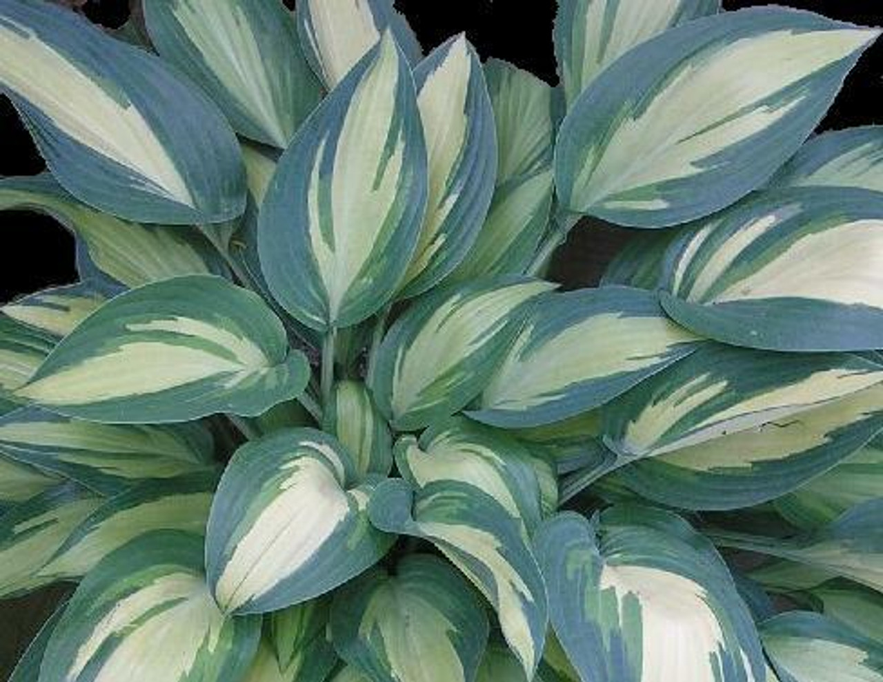 Hosta MOONSTRUCK 10ct Quarts