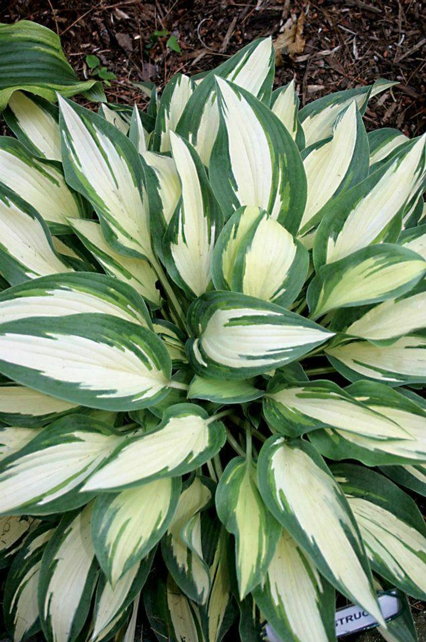 Hosta MOONSTRUCK 10ct Quarts