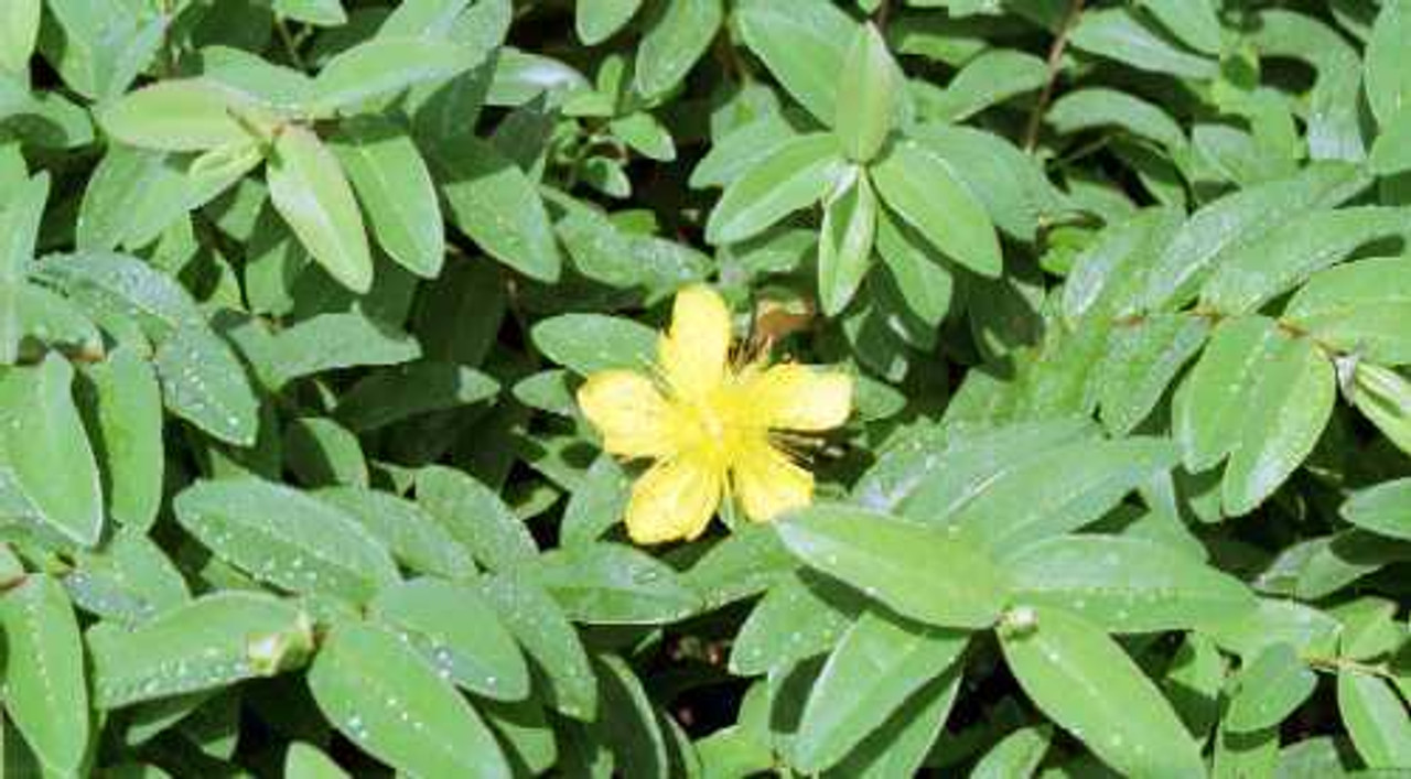 Hypericum calycinum St Johns Wort 18ct Flat