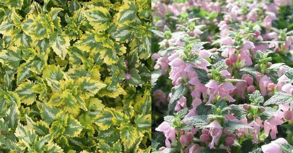 Lamium maculatum Anne Greenaway 10ct Flat