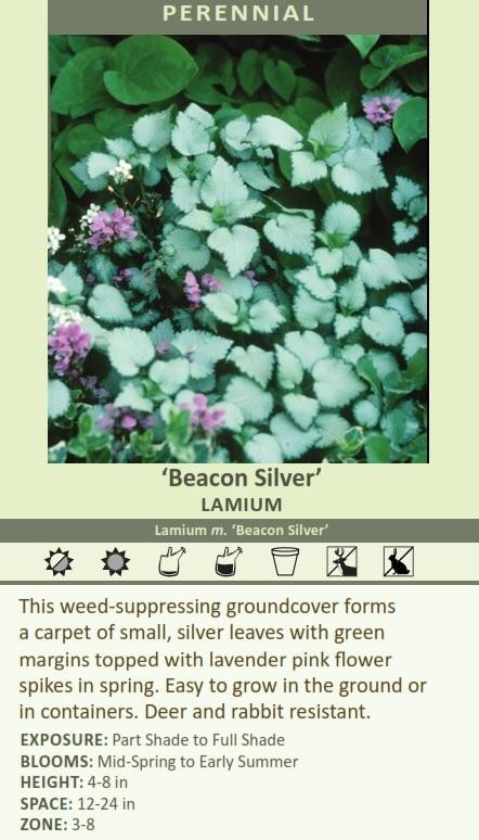 Lamium maculatum Beacon Silver 18ct Flat