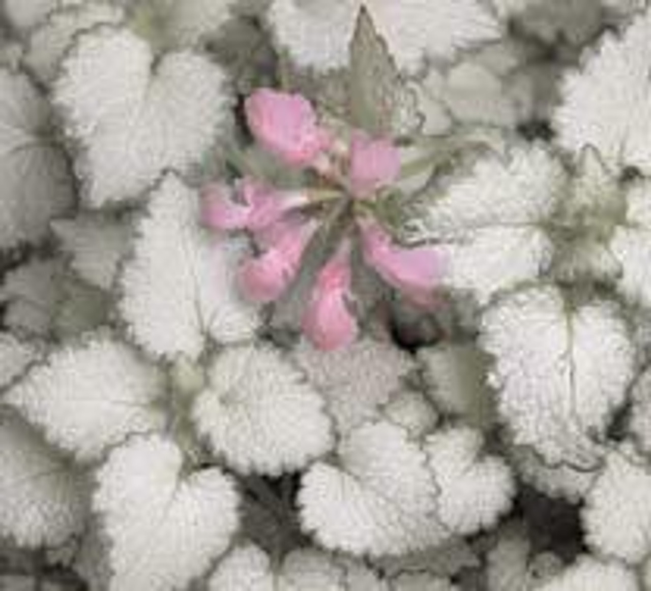 Lamium maculatum Red Nancy 10ct Flat