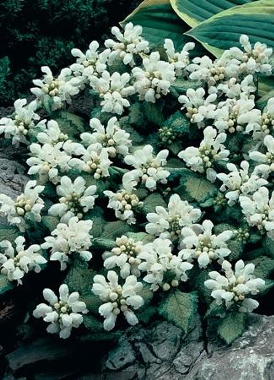 Lamium maculatum White Nancy 10ct Flat