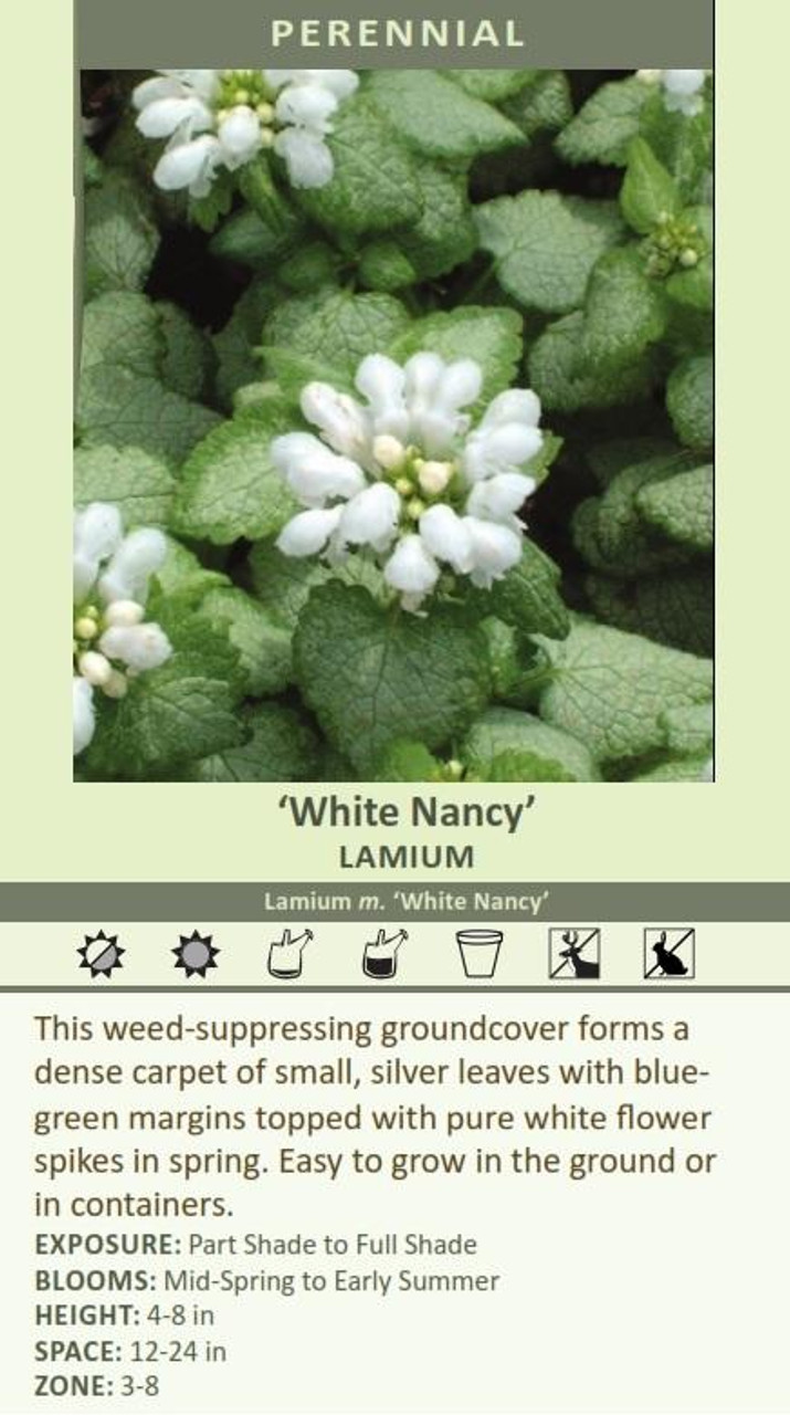 Lamium maculatum White Nancy 10ct Flat