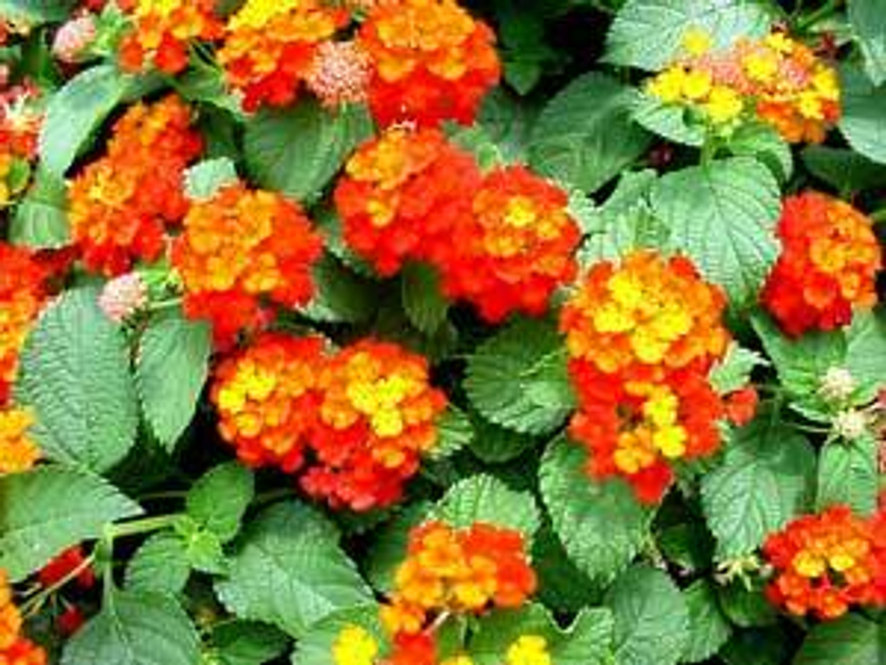 Lantana camara Dallas Red 10ct Flat