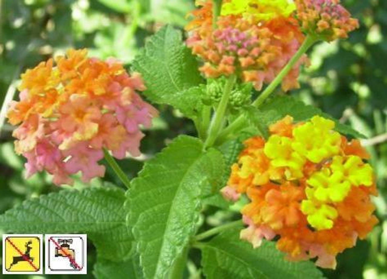 Lantana camara Miss Huff 18ct Flat