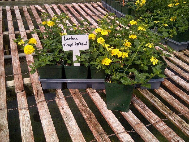 Lantana 'Chapel Hill Yellow' shipped from Grower to your door