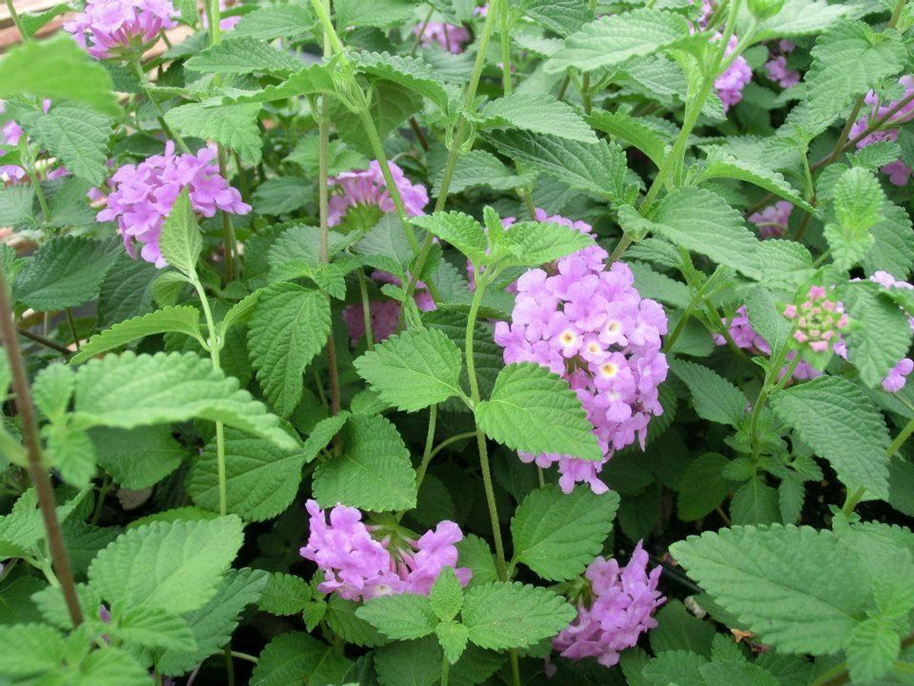 Lantana montevidensis Trailing Purple 10ct Flat