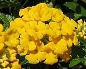 Lantana x. 'New Gold' shipped from Grower to your door
