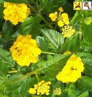 Lantana x. 'New Gold' shipped from Grower to your door