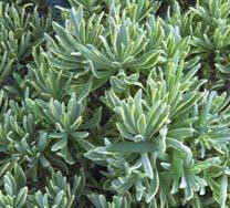 Lavandula x intermedia Silver Edge Walvera PP13,091 10ct Quarts