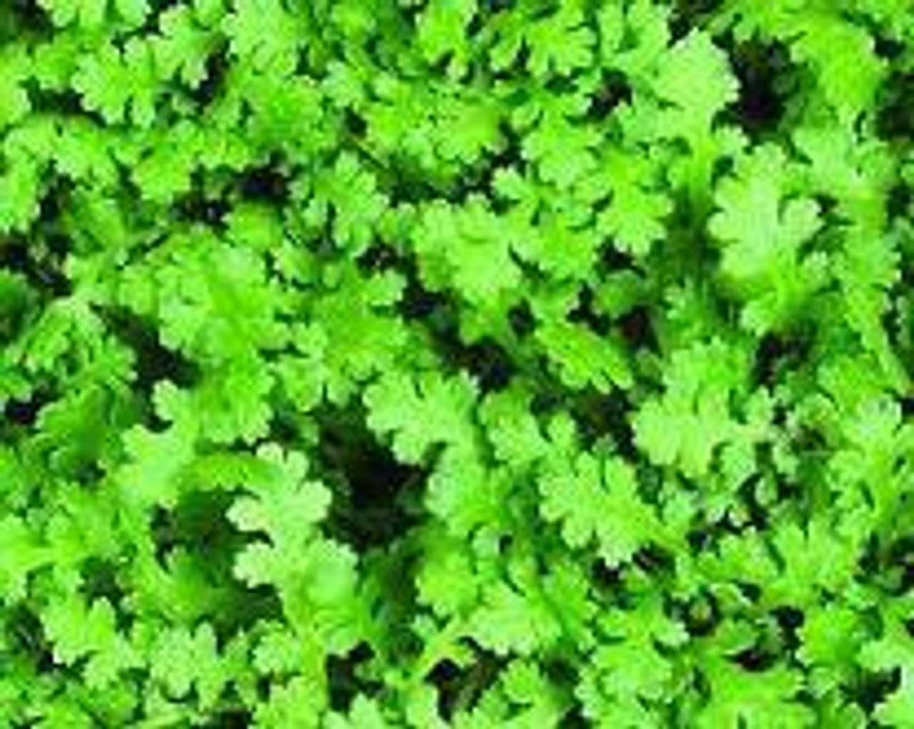 Leptinella Brass Buttons - Plants4Home