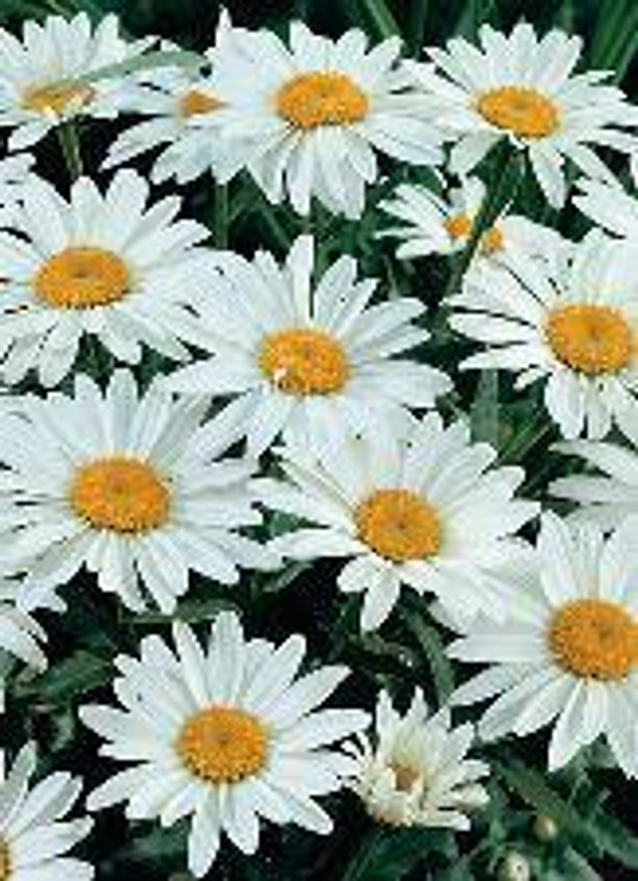 Leucanthemum superbum Snowcap