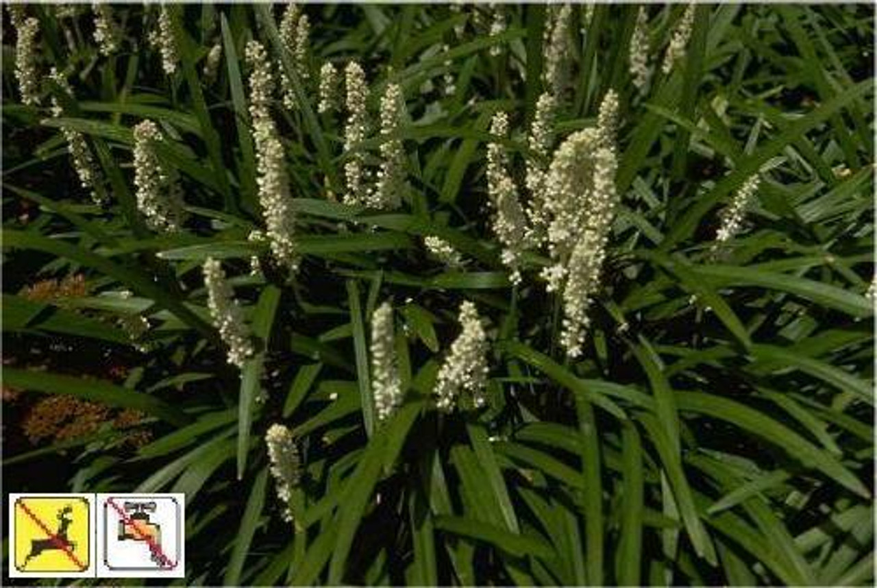 Liriope muscari Monroes White 18ct Flat