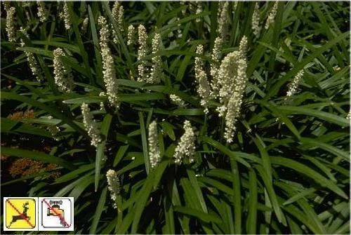 Liriope muscari Monroes White 18ct Flat
