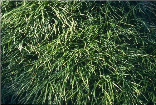 Liriope spicata 36ct Flat
