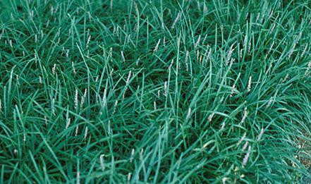 Liriope spicata 36ct Flat