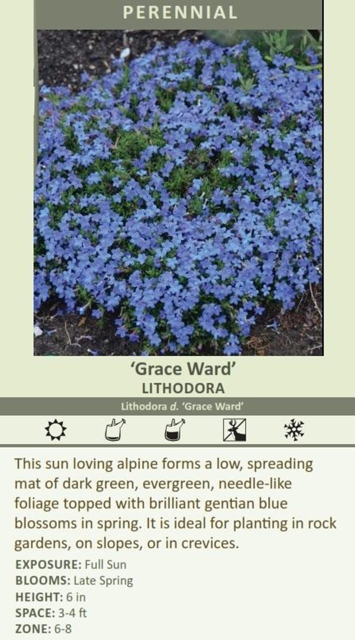Lithodora diffusa Grace Ward 10ct Flat