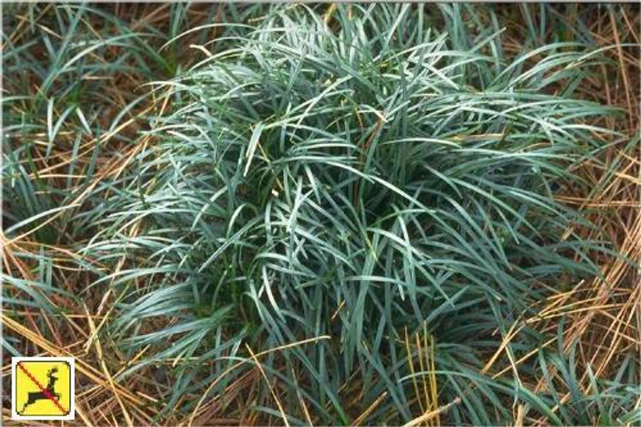 Ophiopogon japonicus Mondo Grass 18ct Flat