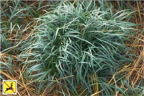 Ophiopogon japonicus Mondo Grass 72 cell pack