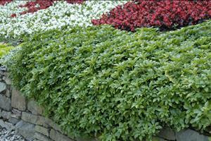 Pachysandra terminalis 'Green' Perennial Plant Sale Bloomin Designs