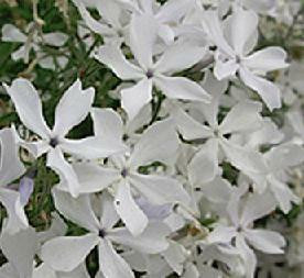 Phlox divaricata