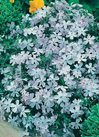 Phlox subulata Blue 10ct Flat