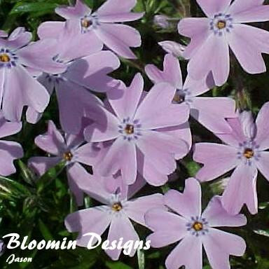 Phlox subulata Blue 10ct Flat