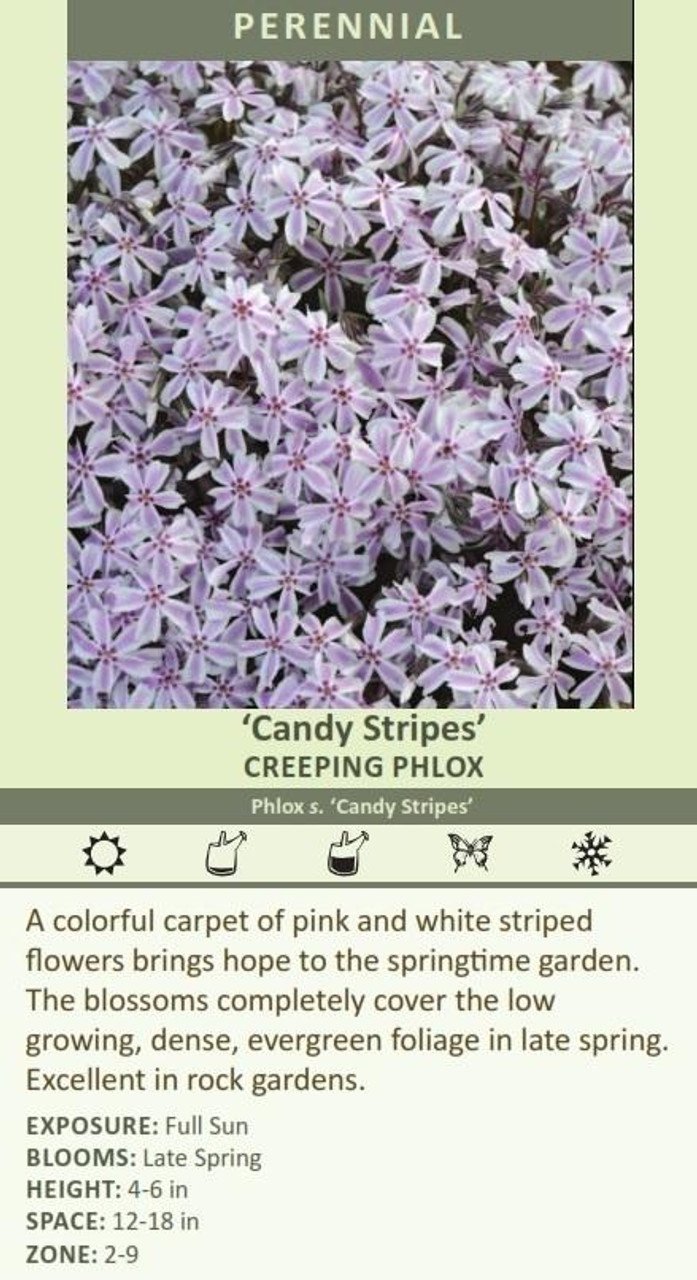 Phlox subulata Candy Stripe 10ct Flat