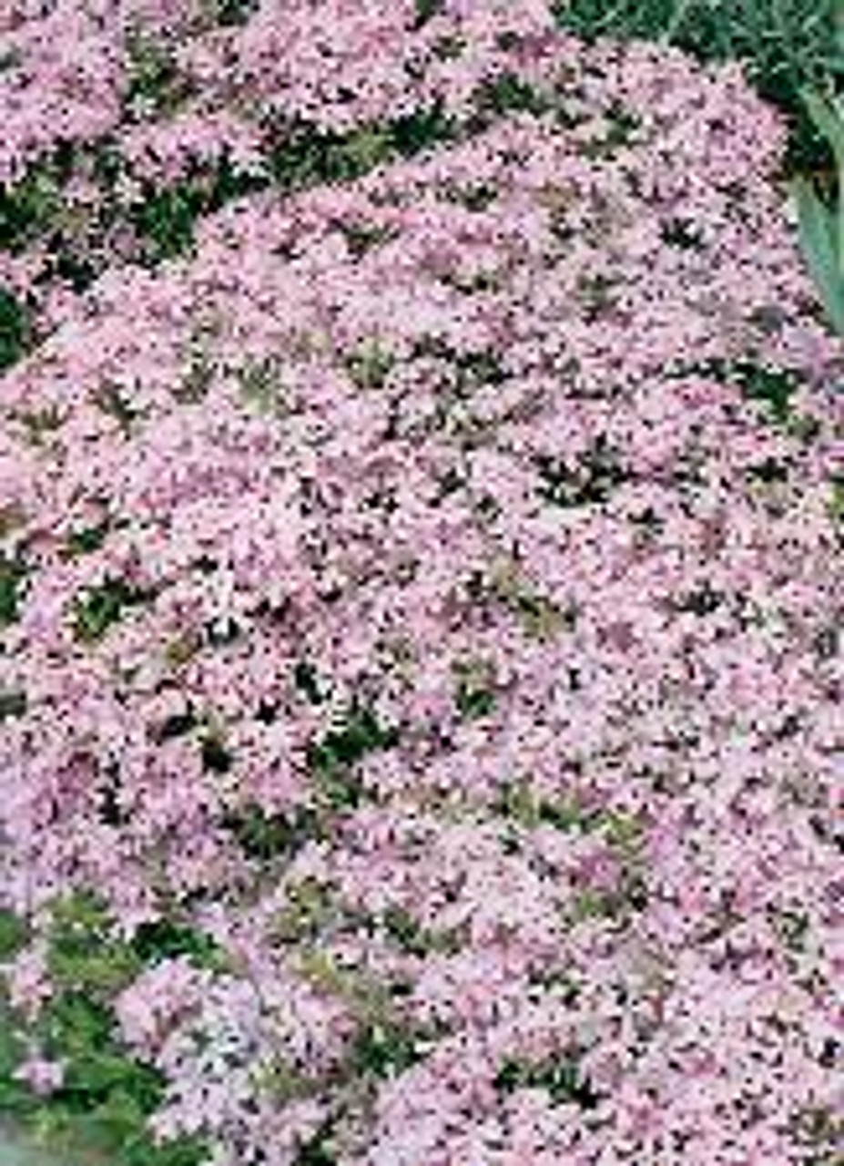 Phlox subulata Pink 10ct Flat