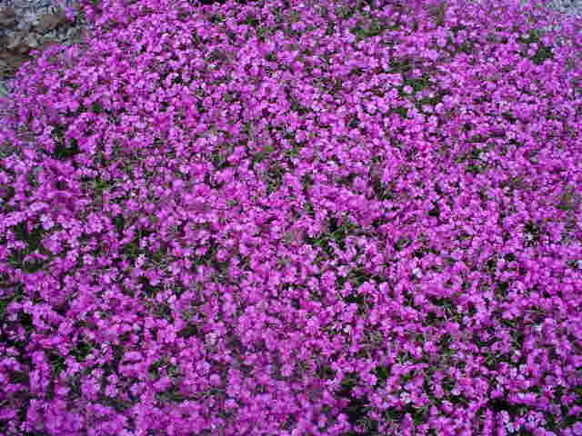 Phlox subulata Pink 10ct Flat