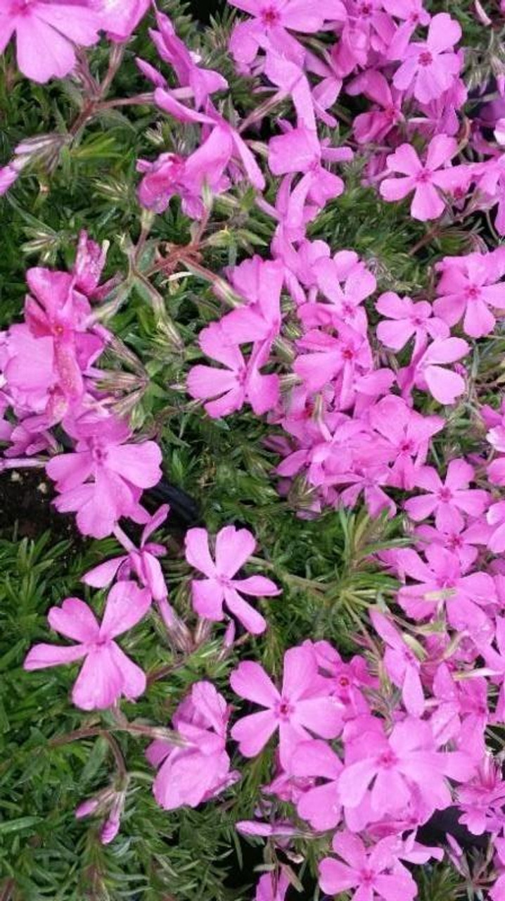 Phlox subulata Pink 18ct Flat