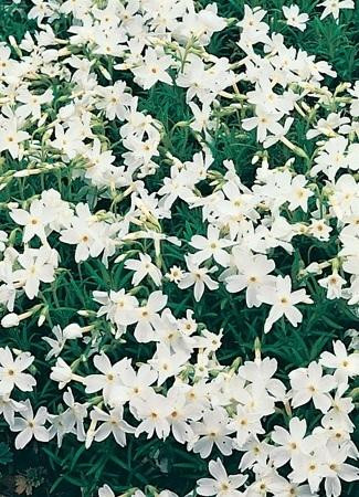 Phlox subulata White 18ct Flat