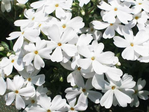 Phlox subulata White 18ct Flat