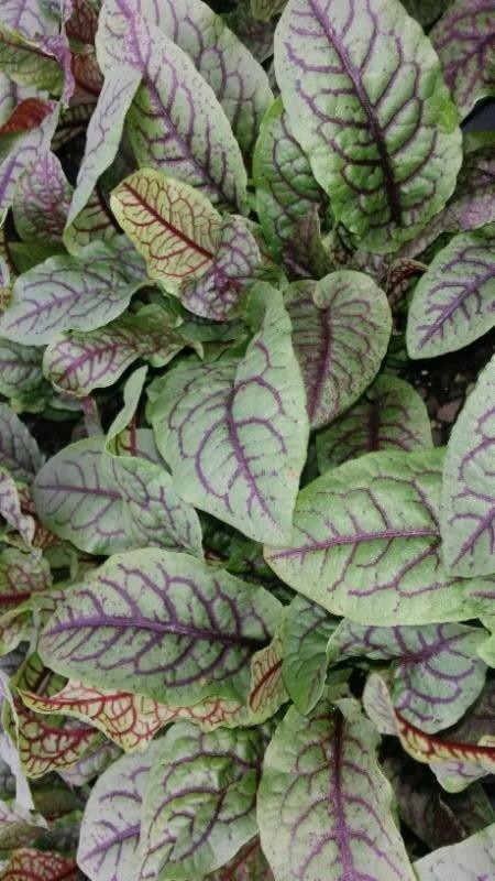 Rumex sanguineus 10ct Quarts