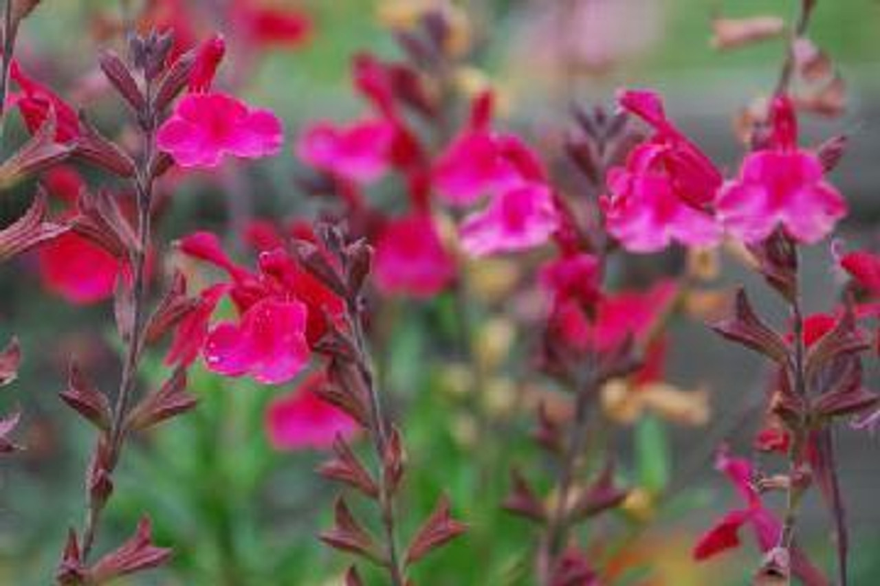 Salvia greggii Wild Thing 10ct Quarts