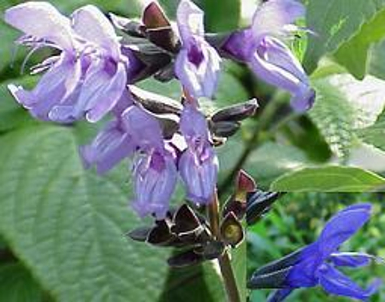 Salvia guaranitica Black and Blue