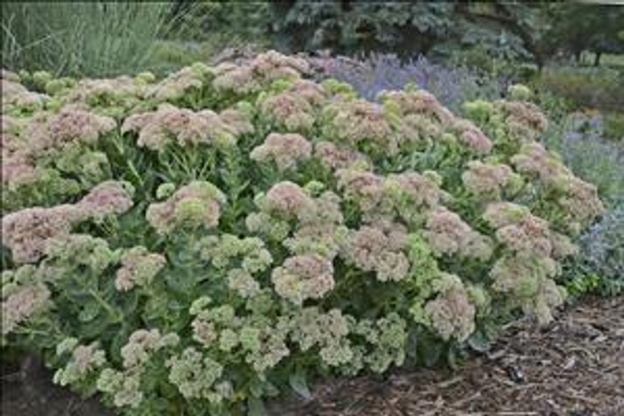 Sedum Autumn Fire