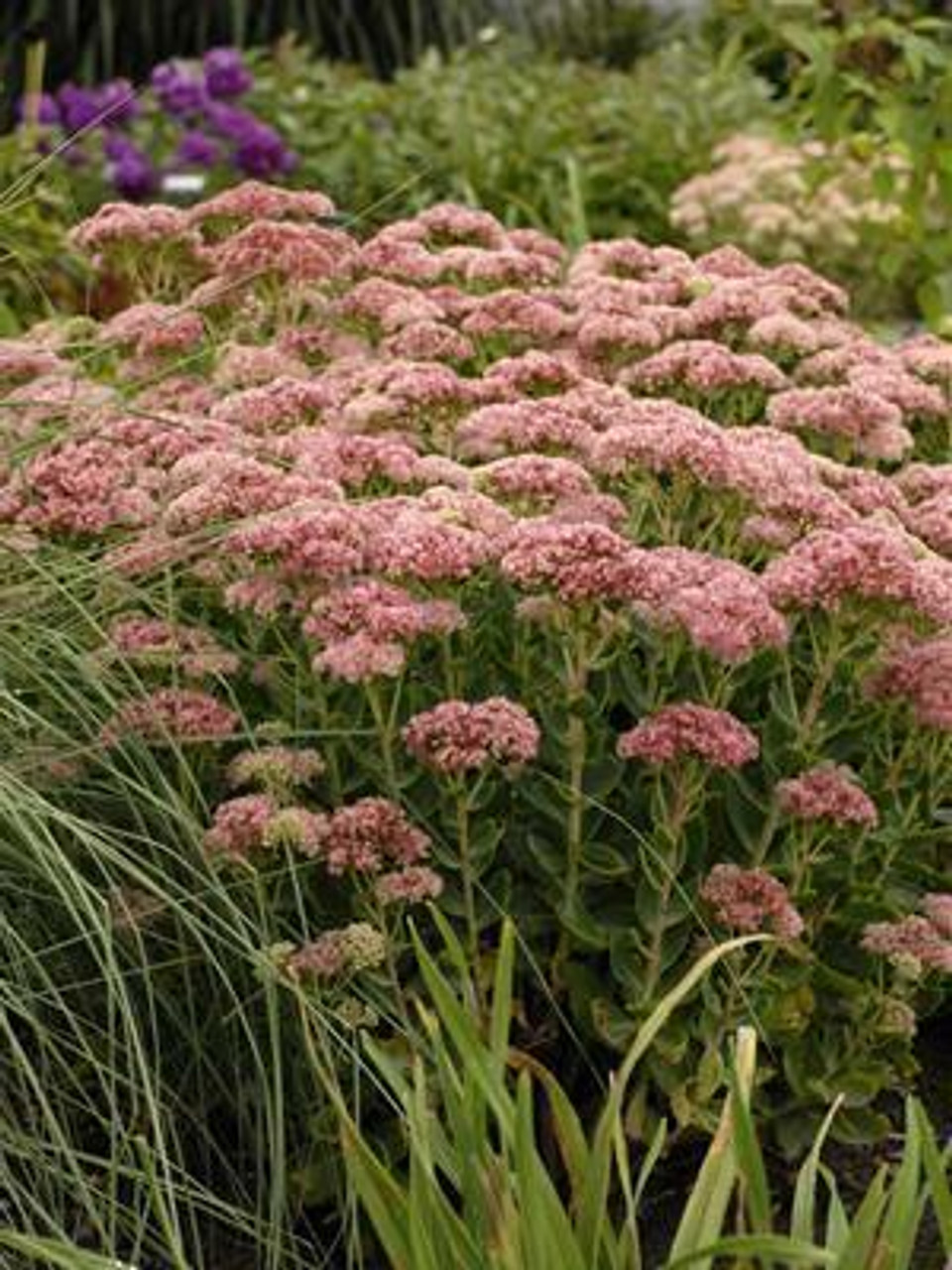 Sedum Autumn Fire