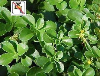 Sedum kamtschaticum var ellacombeanum 18ct Flat